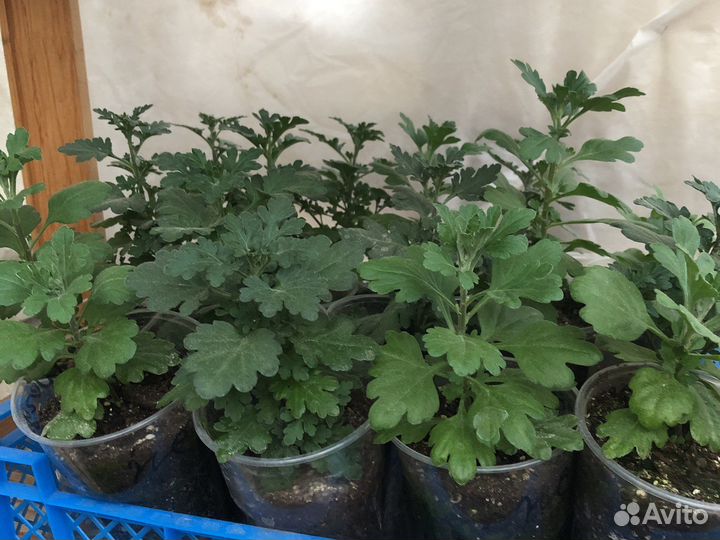 Рассада хризантема