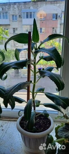 Каланхоэ лечебное