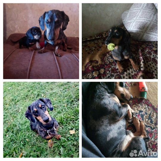 Такса вязка