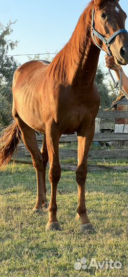 Английская лошадь