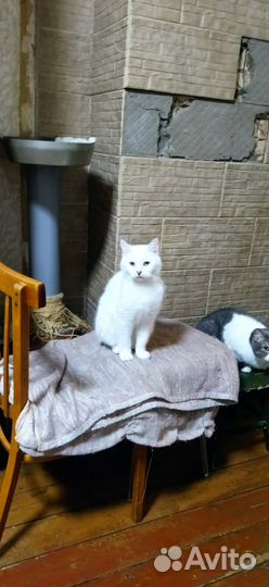 Кошка в дар бесплатно