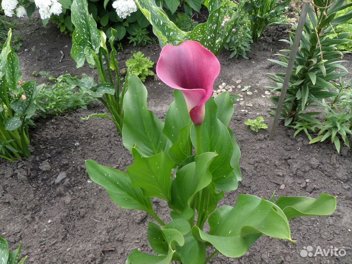 Каллы