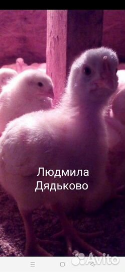 Бройлерные цыплята Арбор Айкрес