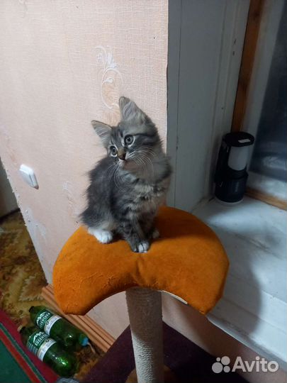 Кошка в дар бесплатно