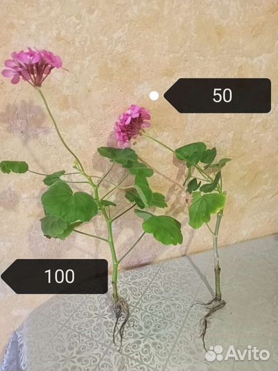 Комнатные цветы