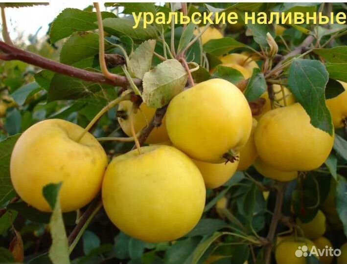 Саженцы плодовых деревьев