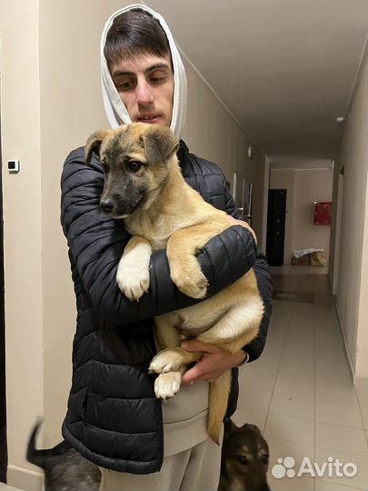 Собака в добрые руки отдам бесплатно
