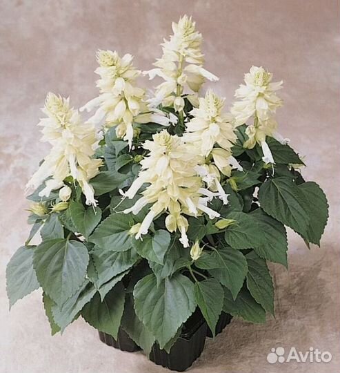 Петунии цинеррария бархатцы львины зев черри перец