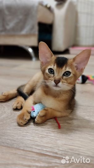 Абиссинский кот