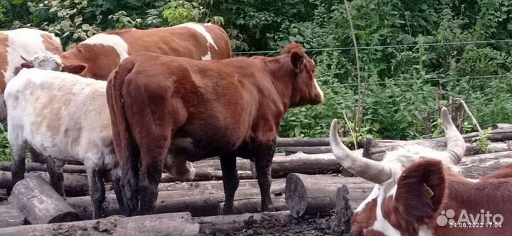 Коровы и телки