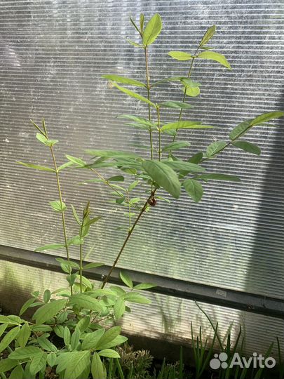 Жимолость садовая