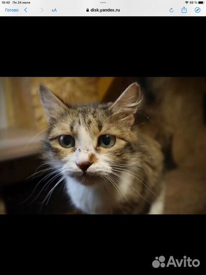 Кошка, кот, коты из Луганска