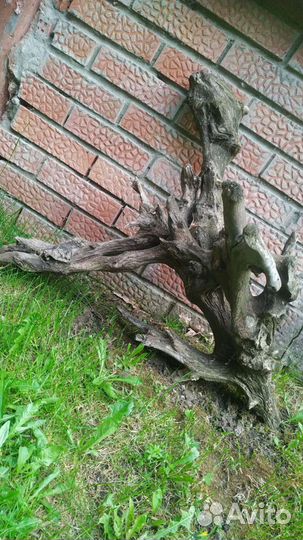 Коряги декоративные