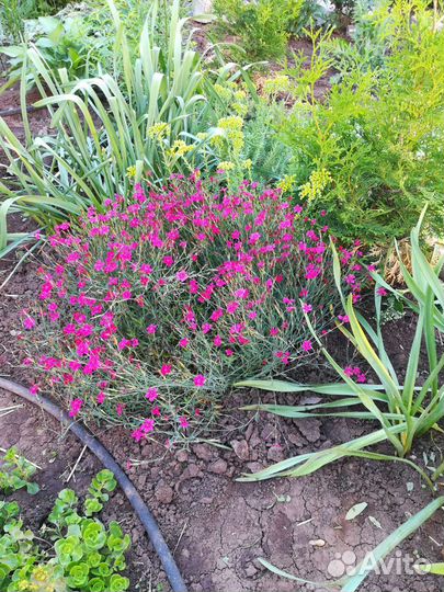 Гвоздика травянка, хоста