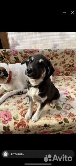 Щенки в добрые руки