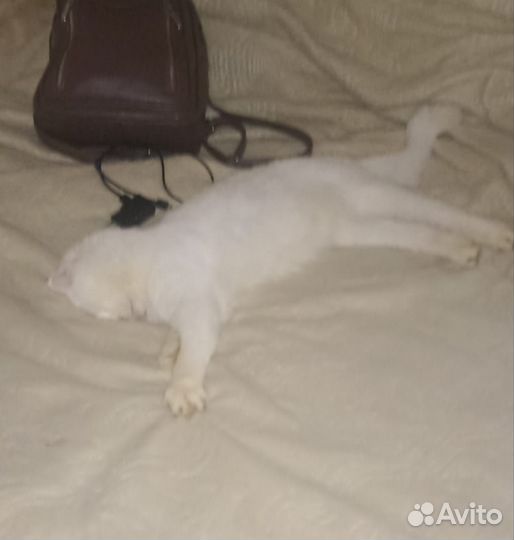 Шотландский кот вязка