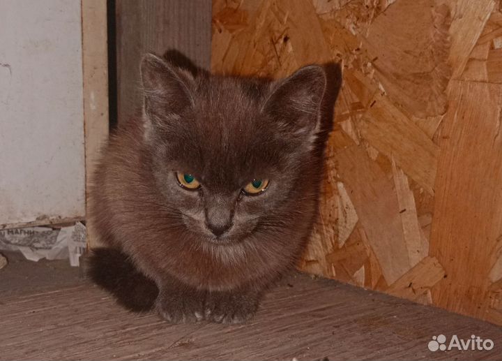 Кошки в добрые руки