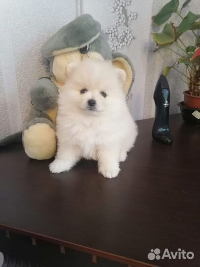 Щенки померанского шпица