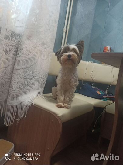 Бивер йорк