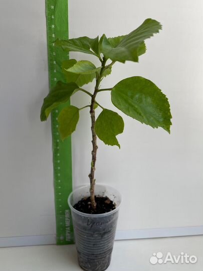 Гибискус Оранжевый