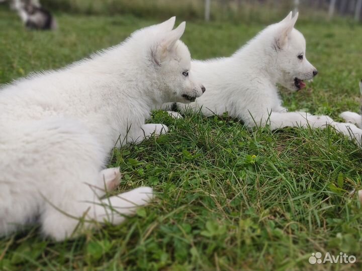Продаются щенки