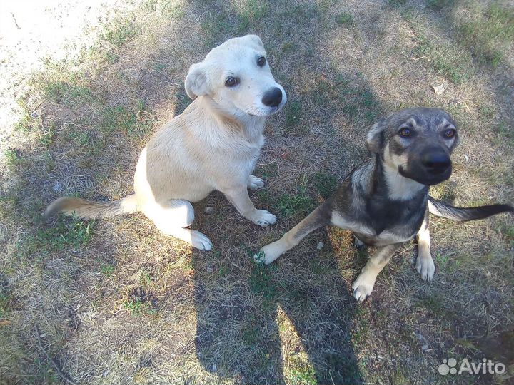 Щенята в добрые руки