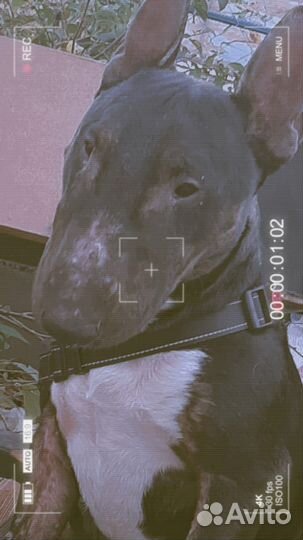 Ищу жену