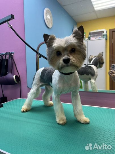 Груминг, стрижка собак бесплатно