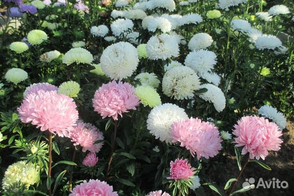 Хризантелла