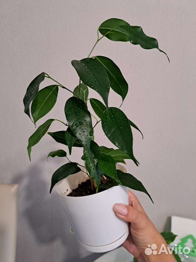 Фикусы, замиокулькас