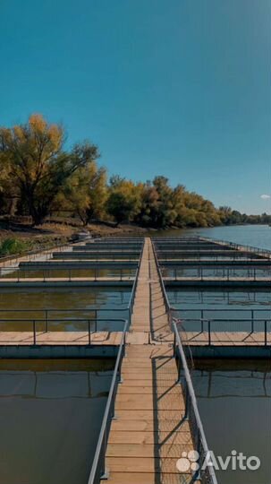 Садковая линия для разведения рыбы