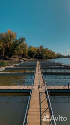 Садковая линия для разведения рыбы