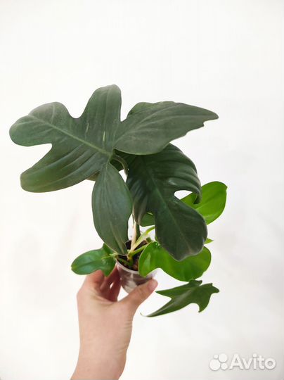 Филодендроны