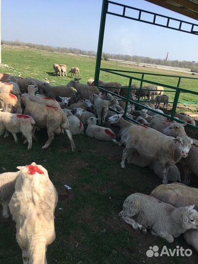 Овцы тексель