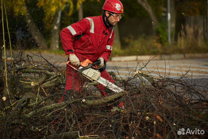Спил деревьев