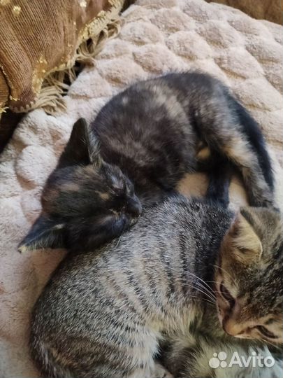 Кошки