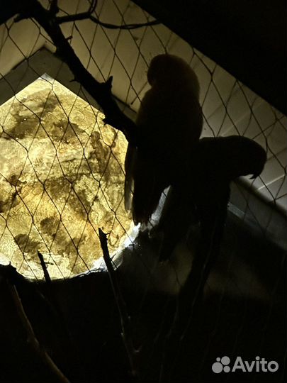 Клетка для крупного попугая вольер