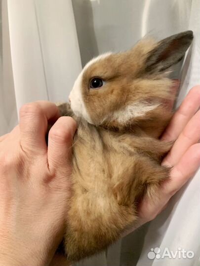 Декоративные кролики