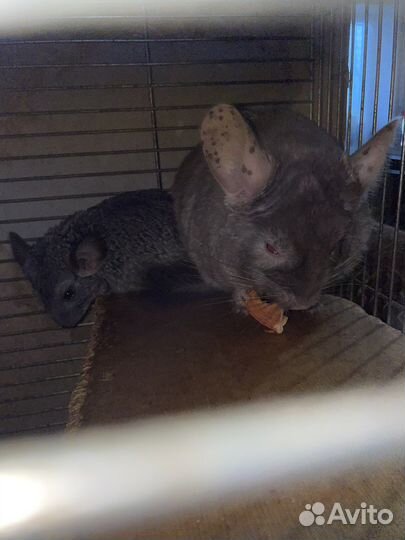 Семья шиншилл с клеткой