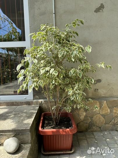 Фикус бенджамина