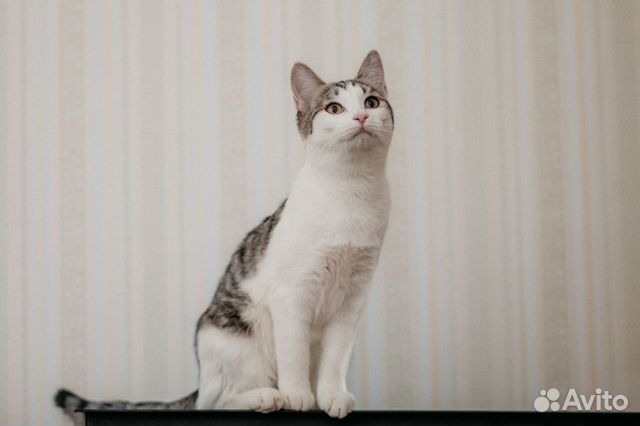 Кошечка Зося