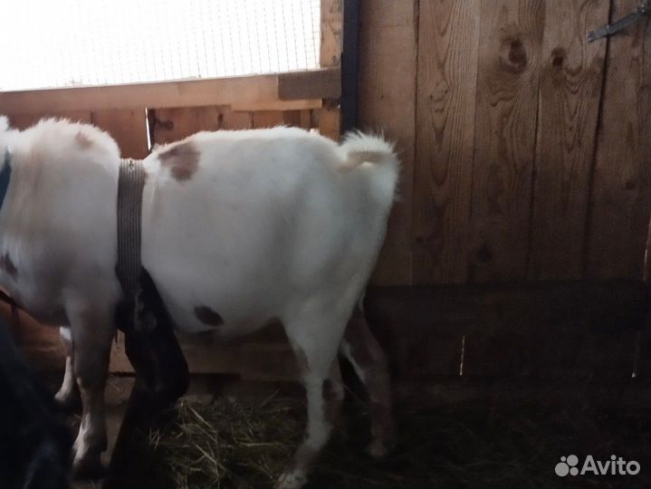 Нубийские козы козлы козлята