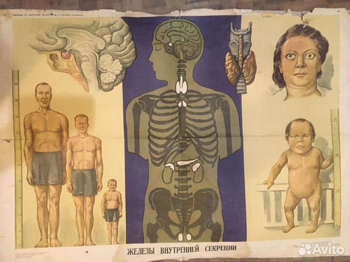 Анатомические плакаты