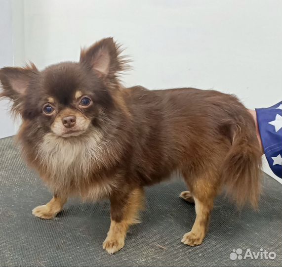 Груминг собак