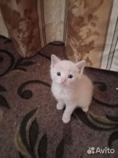 Котята ищут добрых хозяев