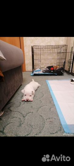 Клетка для собаки бу