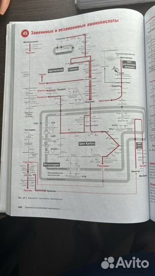 Наглядная медицинская биохимия