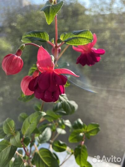 Фуксия General Monk Rot-Blau