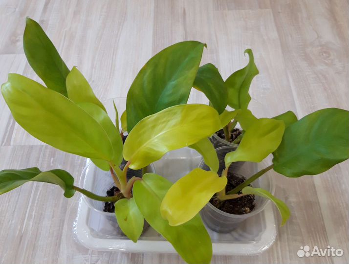 Филодендрон Малай голд, эпипремнум