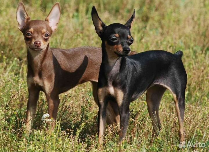 Инструктор по вязке собак